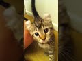 Click here to watch this video 8 week old baby highland lynx kitten