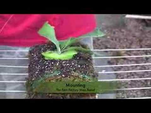 how to transplant staghorns