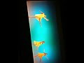 Here Comes the Sun - Dance