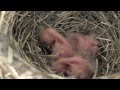 Robin Bird Nest - Eggs Hatching, Birds growing up, Wren taking over nest following year.