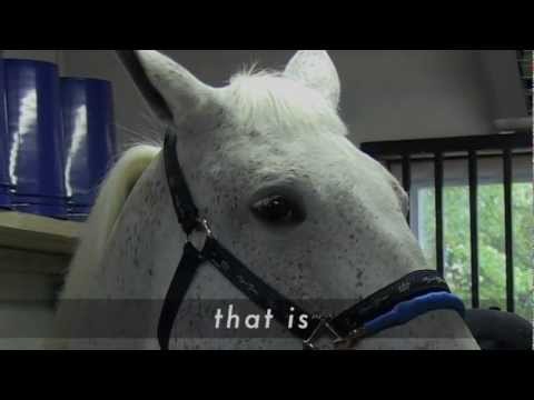 horse racing horse racing