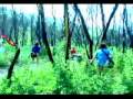The Happy Hollows- Meteors