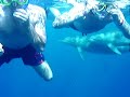 Delphine Rotes Meer Hurghada