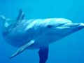 Delphine Rotes Meer Hurghada