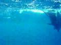 Delphine Rotes Meer Hurghada