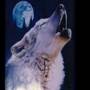 Türkenblut Dombra Wolf Bozkurt
