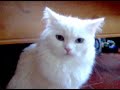 De katten gevolgd...
