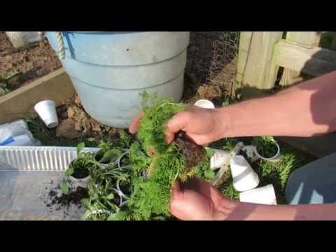 how to transplant chamomile