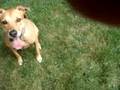 Maverick Dog