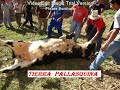 PALLASCA 2008