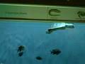 TSA Aquarium