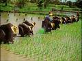 Rice & Thai Culture