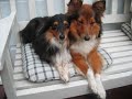 a Tribute to my sheltie Charlie
