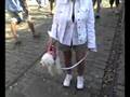 Portable Poodle