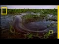 Survival Guide: Anaconda Bite