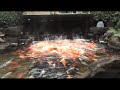 Koi Fish _( funny koi ! ) Koi Fish _( funny koi ! )