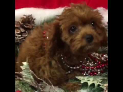Cute Sweet Cavapoo Puppy
