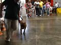 Arnus Blessed Dog X Leyla Rebelo PVH.MP4