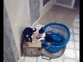 The Adventures of Fox & Dana: No. 1 - Washing Basket The Adventures of Fox & Dana: No. 1 - Washing Basket