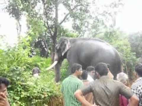 Pampady Rajan's Majestic walk a special video for all elephant lovers ...