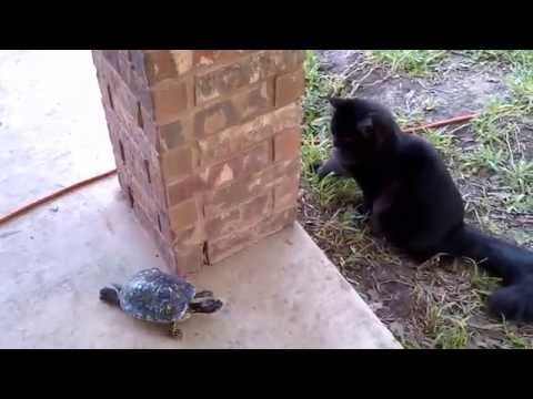 The Most RANDOM Animal Friendship! A Turtle Playing with a Cat!?