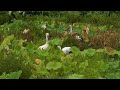鳴門コウノトリ 2026/08/10 撮影 成長記録 徳島県鳴門市