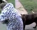 denzil s month old bull mastiff
