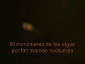 El movimiento de las algas por las mareas nocturnas.wmv