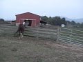 Dreamer- 15.3 hand yearling TB/Paint cross
