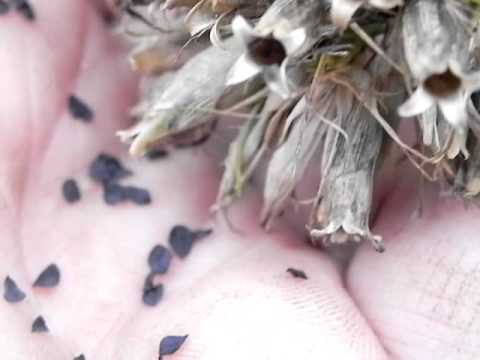 how to collect sweet william seeds
