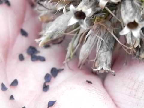 how to harvest gladiolus seeds