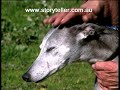 Part 1 Alien Big Cats - Animal X 1