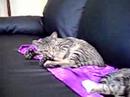 My Kitties! My Kitties!