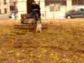 Dogbook Movie: Roscoe Runs and Does Stuff