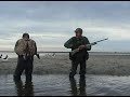 Arrivage de limicoles en Baie des Veys