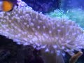 14 Gallon Biocube Conski