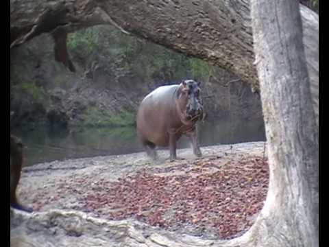 hippopotame