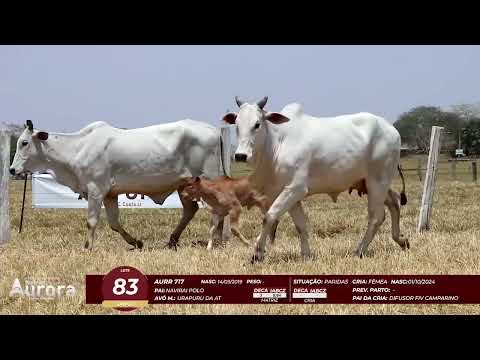 4� De Olho na Fazenda - NELORE AURORA participa��o Chico Paulic�ia