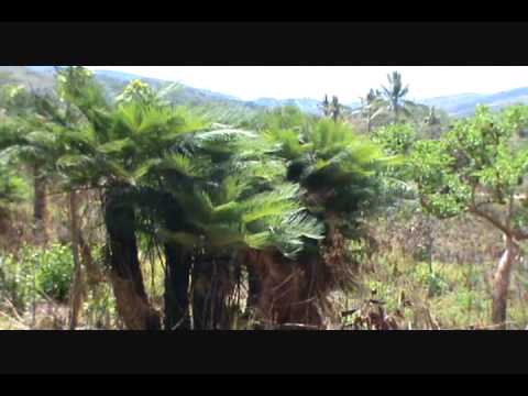 how to transplant cycads