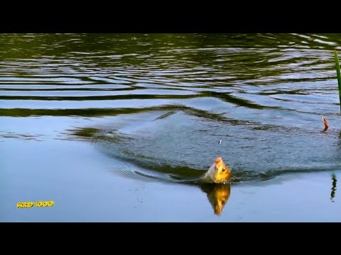 вываживание линя видео вываживание линя видео