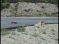 TRAXXAS RUSTLER VS EMAXX .RC CAR TRUCK VIDEO MOVIE.