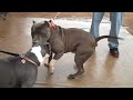 pitbulls breeding