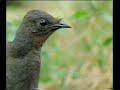 Lyre Bird