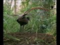 Lyre Bird Lyre Bird