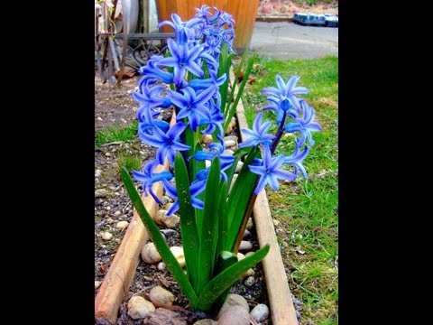 how to replant hyacinth