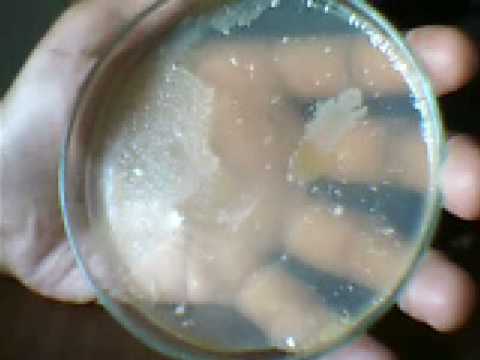 how to dissolve agar