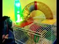 La caida del Hamster