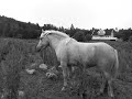 Horses Horses