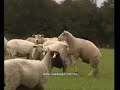 Saute-moutons Saute-moutons