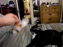 My kitty knows how to fetch